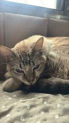 Reunited Male Cat last seen Rua Doutor Teixeira de Aragao, Vila Primavera, SP 02801-020