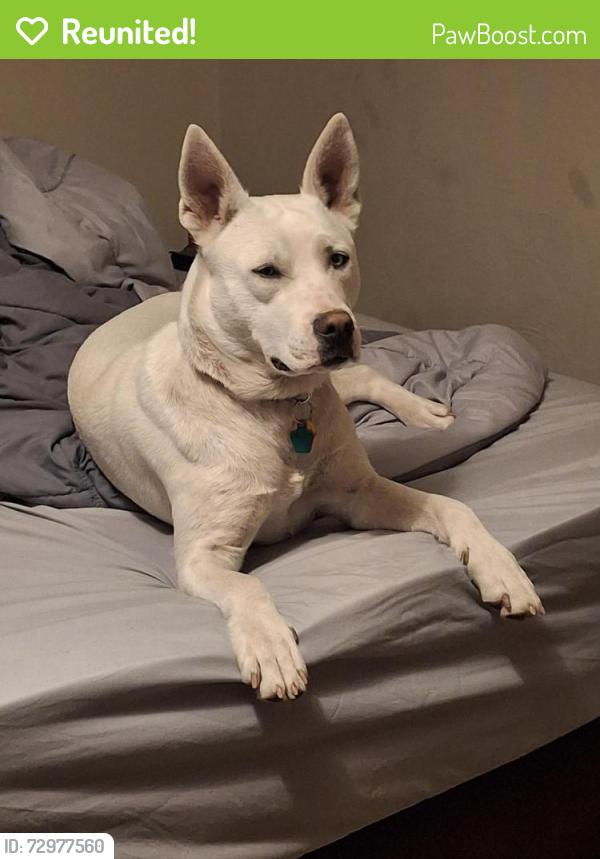 Reunited Female Dog last seen East mason and Huron , Green Bay, WI 54311