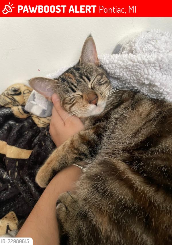 Lost Female Cat last seen Arusha Dr, Pontiac, MI 48341, USA, Pontiac, MI 48341