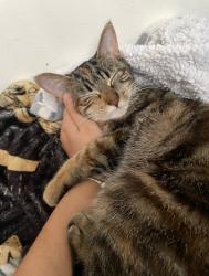 Lost Female Cat last seen Arusha Dr, Pontiac, MI 48341, USA, Pontiac, MI 48341