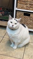 Lost Female Cat last seen West end of Coatesville , Coatesville, PA 19320