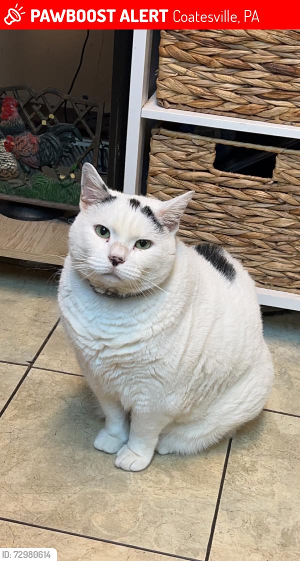 Lost Female Cat last seen West end of Coatesville , Coatesville, PA 19320