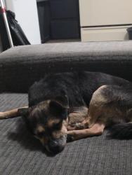 Lost Male Dog last seen Olive 8th, Fresno, CA 93703