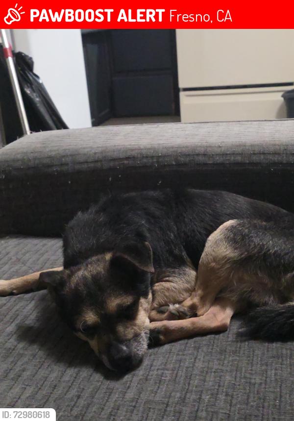 Lost Male Dog last seen Olive 8th, Fresno, CA 93703