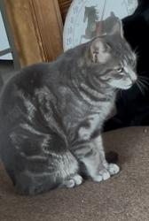 Reunited Male Cat last seen E Dark Hollow between Brick Church & Municipal Rds, Pipersville, PA 18947