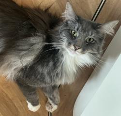 Reunited Male Cat last seen Irstead Staithe, Irstead, England NR12 8XS