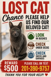 Lost Male Cat last seen Deerfield , West Caldwell, NJ 07006