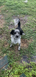 Lost Male Dog last seen E Noble Ave & E Anderson ave, Bushnell, FL 33513