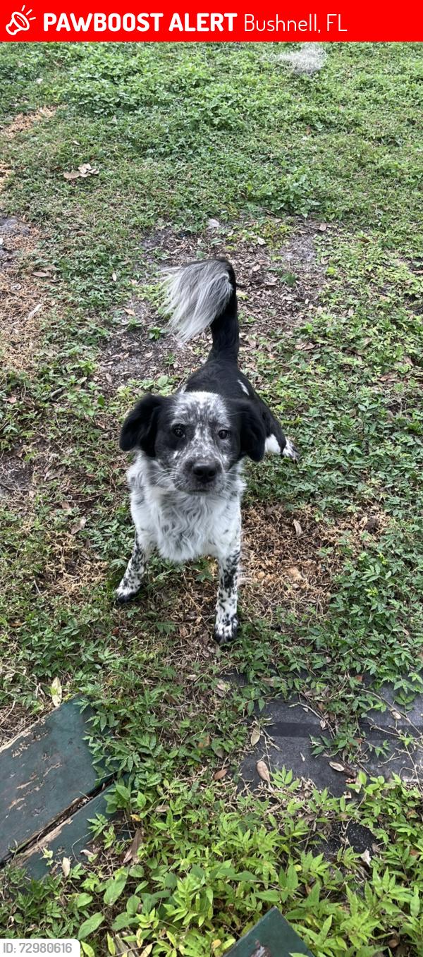 Lost Male Dog last seen E Noble Ave & E Anderson ave, Bushnell, FL 33513