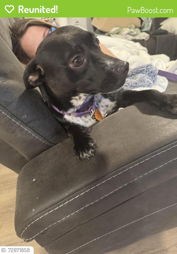 Reunited Female Dog last seen Connally trail, discovery island area, Simpsonville, SC 29680