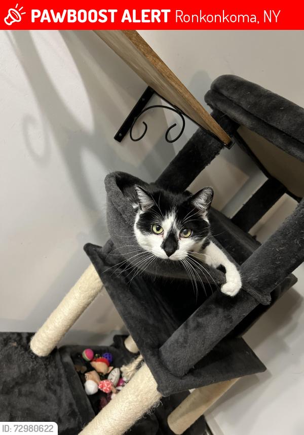 Lost Male Cat last seen Motor parkway between Breeze and haven avenue, Ronkonkoma, NY 11779