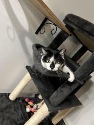 Lost Male Cat last seen Motor parkway between Breeze and haven avenue, Ronkonkoma, NY 11779