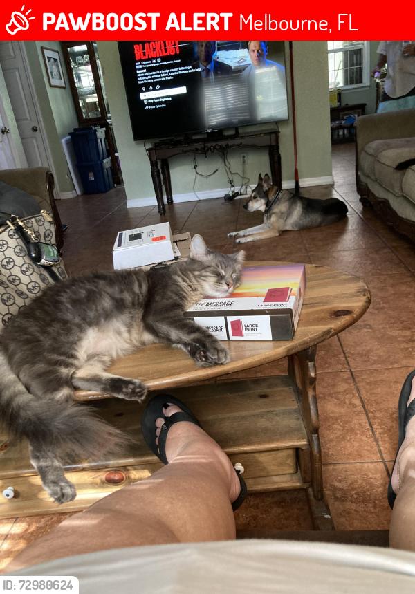 Lost Male Cat last seen Aurora, Melbourne, FL 32934