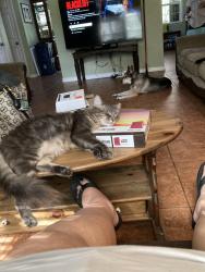 Lost Male Cat last seen Aurora, Melbourne, FL 32934