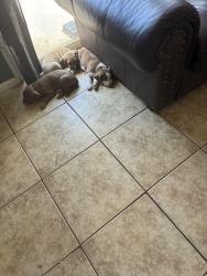 Lost Male Dog last seen Near s foothills Blvd, Yuma, AZ 85367