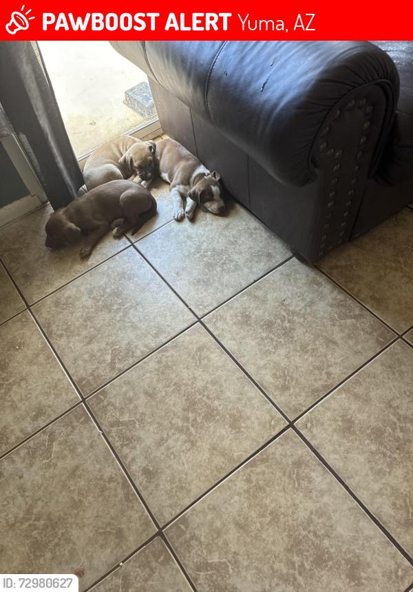 Lost Male Dog last seen Near s foothills Blvd, Yuma, AZ 85367