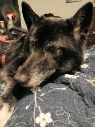 Reunited Female Dog last seen Near Satterfield Rd, Cleveland, GA 30528, USA, Cleveland, GA 30528
