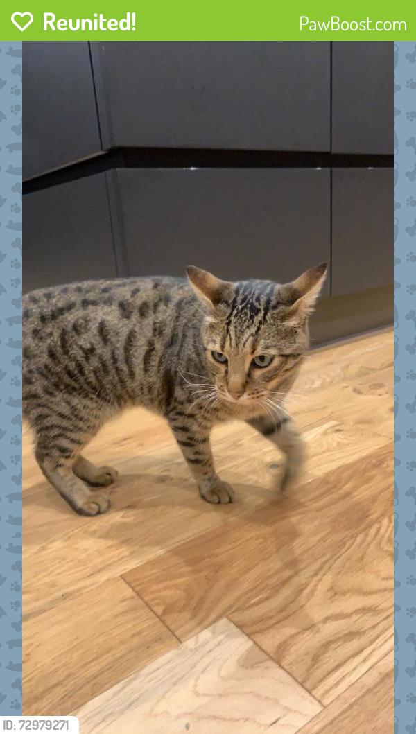 Reunited Male Cat last seen Down St Edward’s Meadow Street, Winterbourne Dauntsey, England SP4 6JD