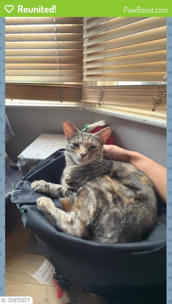 Reunited Female Cat last seen Villiers road BR34NR, Greater London, England BR3 4NR