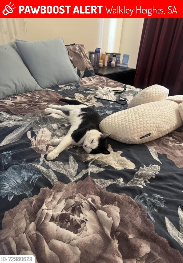 Lost Female Cat last seen Walkley heights 5097, Walkley Heights, SA 5098