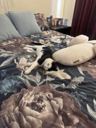 Lost Female Cat last seen Walkley heights 5097, Walkley Heights, SA 5098