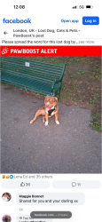 Found/Stray Male Dog last seen Near foxgrove road, Greater London, England BR3 5AT