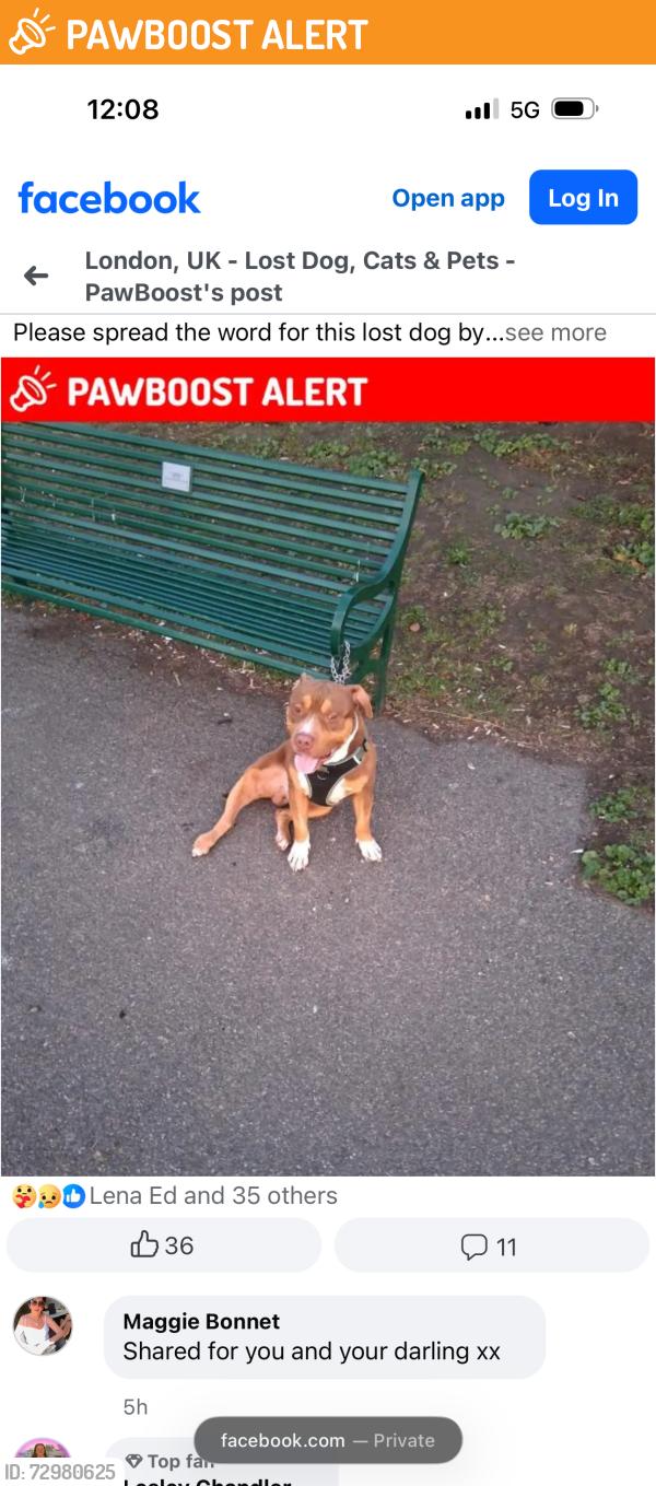 Found/Stray Male Dog last seen Near foxgrove road, Greater London, England BR3 5AT