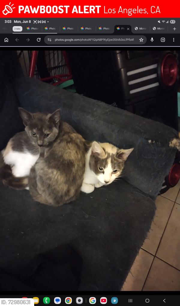 Lost Female Cat last seen mission rd and 1st street, Los Angeles, CA 90033