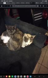 Lost Female Cat last seen mission rd and 1st street, Los Angeles, CA 90033