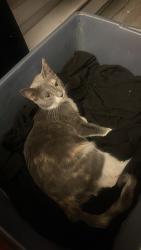 Lost Female Cat last seen Rockwood and Rock Quarry , Raleigh, NC 27610