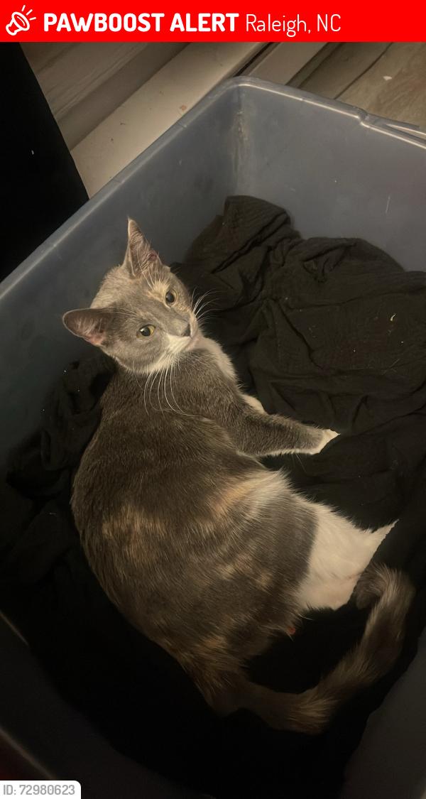 Lost Female Cat last seen Rockwood and Rock Quarry , Raleigh, NC 27610