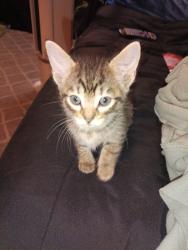 Lost Unknown Cat last seen Deen Rd-Terminal Rd Diamond Hill , Fort Worth, TX 76106