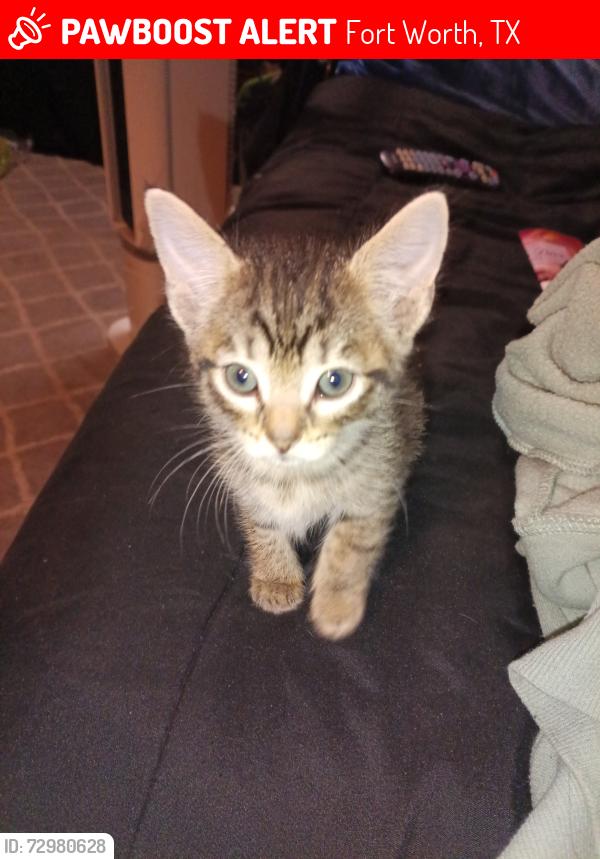 Lost Unknown Cat last seen Deen Rd-Terminal Rd Diamond Hill , Fort Worth, TX 76106