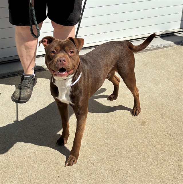 Shelter Stray Male Dog last seen Near BLOCK OLDE ENGLISH, 3528 Newburg Rd, Louisville, KY 40218, USA