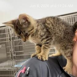 Shelter Stray Male Cat last seen Near , Indianapolis, IN 46221
