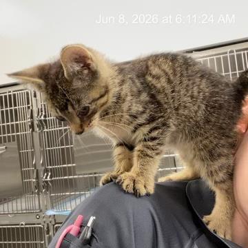 Shelter Stray Male Cat last seen Near , Indianapolis, IN 46221