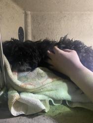 Shelter Stray Male Dog last seen Near , Indianapolis, IN 46221