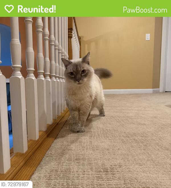 Reunited Male Cat last seen NW 26 Dr, Coral Springs, FL, Coral Springs, FL 33065
