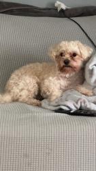 Lost Female Dog last seen Carter St., Arlington, TX 76010