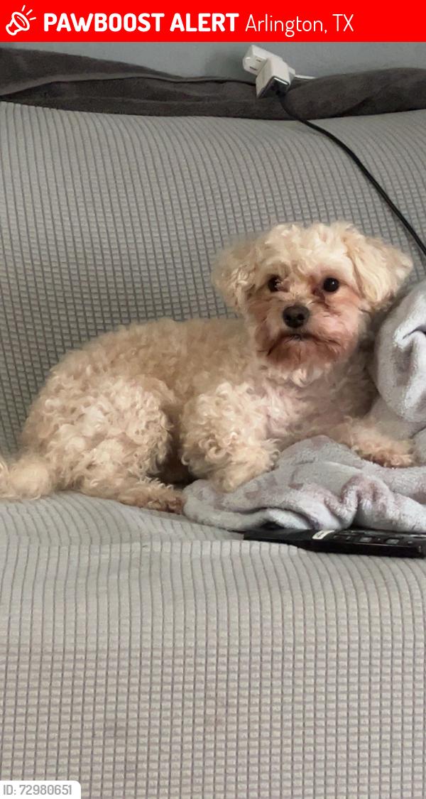 Lost Female Dog last seen Carter St., Arlington, TX 76010
