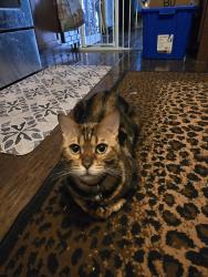 Lost Male Cat last seen Arnold city hall and police station , Arnold, MO 63010