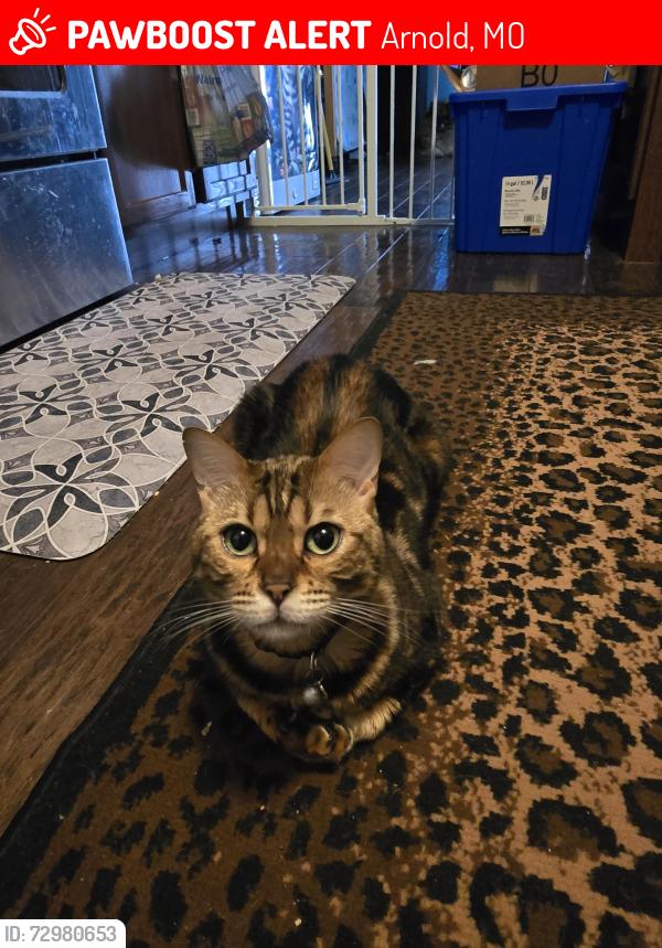 Lost Male Cat last seen Arnold city hall and police station , Arnold, MO 63010