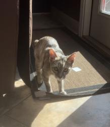 Lost Female Cat last seen N/A, Tuscaloosa, AL 35401