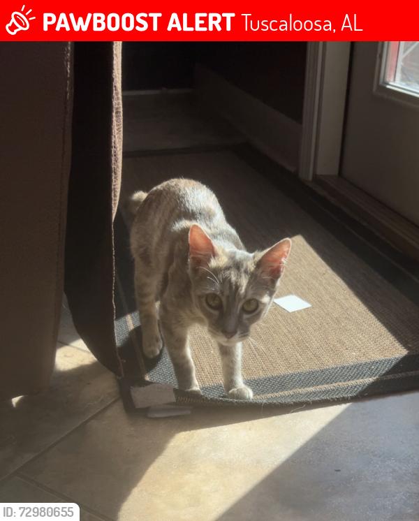 Lost Female Cat last seen N/A, Tuscaloosa, AL 35401