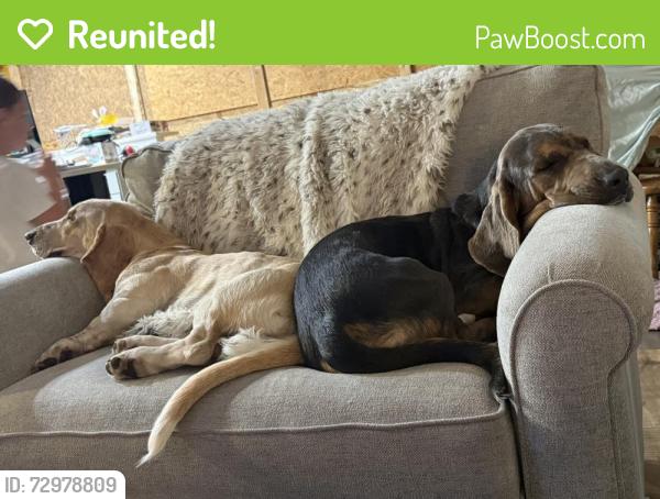 Reunited Male Dog last seen McCormick Woods , Jacksonville, FL 32225