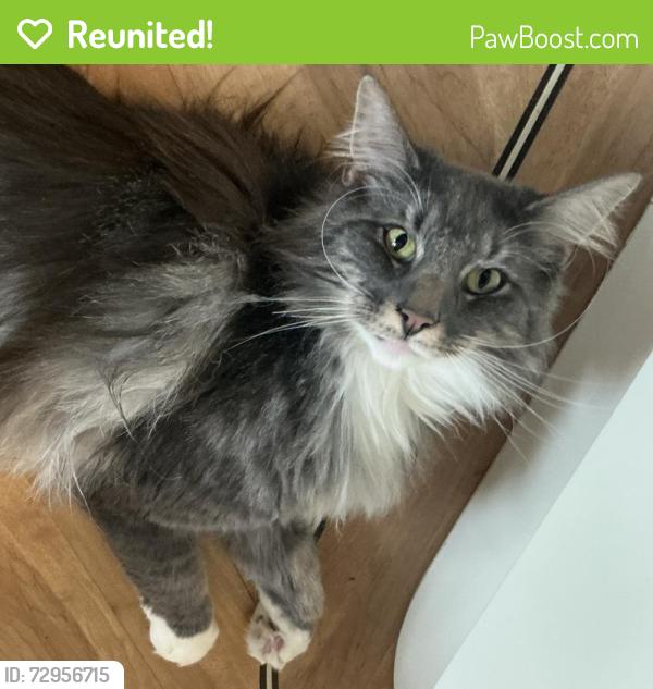 Reunited Male Cat last seen Irstead Staithe, Irstead, England NR12 8XS