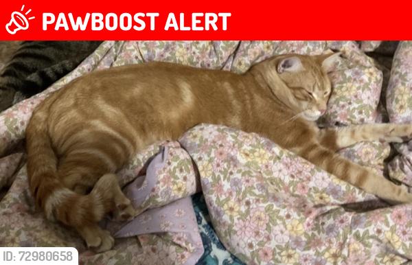Lost Male Cat last seen Wentworthville park, Wentworthville, NSW 2145