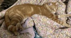Lost Male Cat last seen Wentworthville park, Wentworthville, NSW 2145