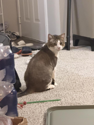 Lost Male Cat last seen B, Plano, TX 75023