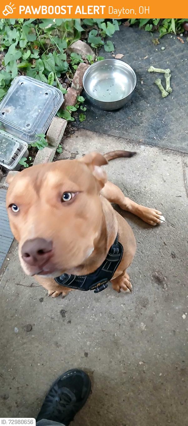 Found/Stray Male Dog last seen Art Van Atta Park , Dayton, OH 45414
